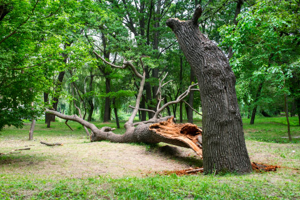 How Our Tree Care Process Works  in  North Amityville, NY