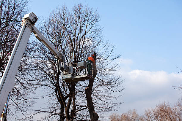 Professional Tree Removal Services in North Amityville, NY